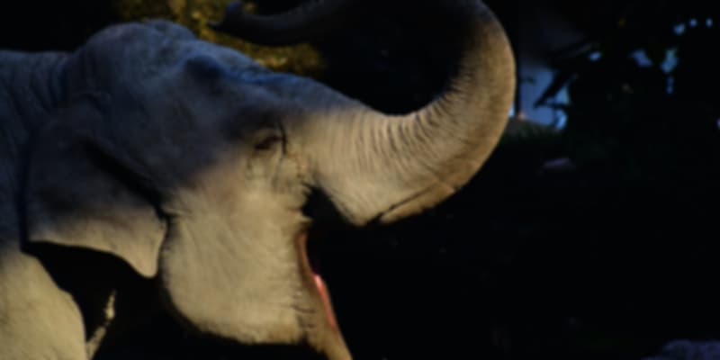 Zoo Zurich, Swiss National Museum