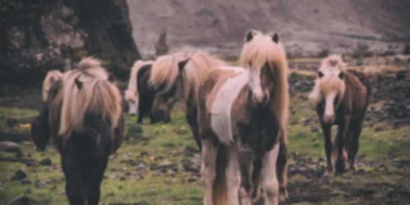 Ride on Icelandic ponies, Things to do in Iceland in June