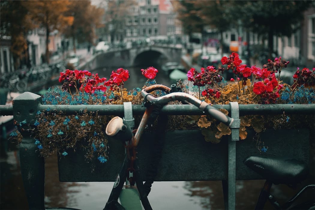 10 Best Day Trips from Amsterdam-For a blissful vacation!