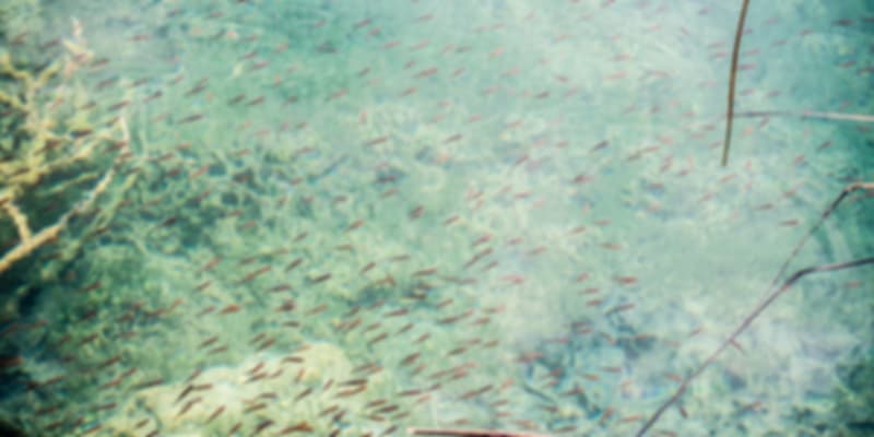 Frozen Plitvice lakes are stunning