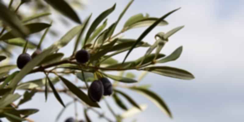 greek olives