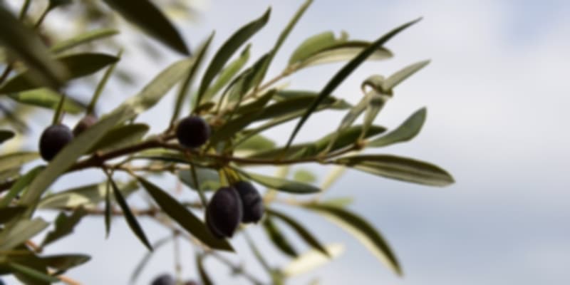 greek olives