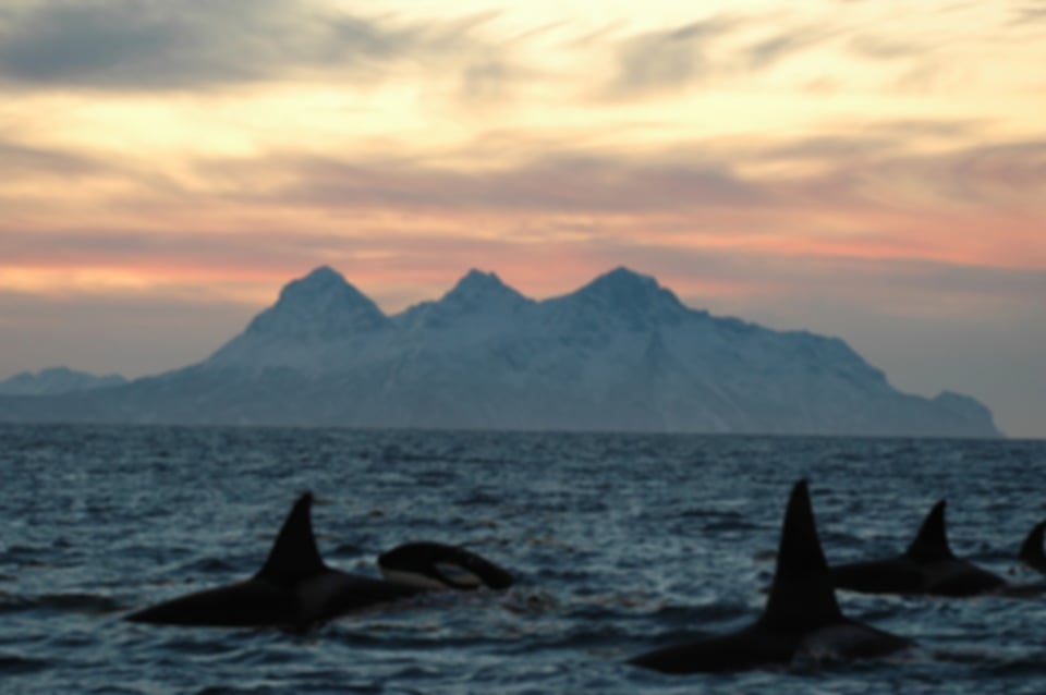 Norway in July – Summer Travel Guide: Weather, Places to Visit, Costs & Tips