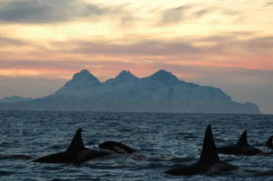Norway in July – Summer Travel Guide: Weather, Places to Visit, Costs & Tips