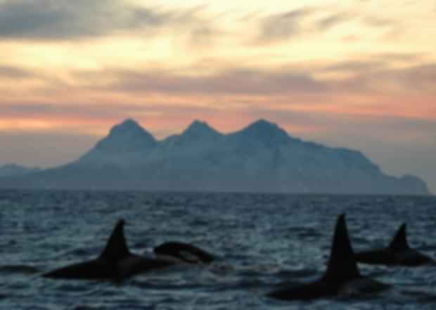 Norway in July- A Pocket Guide To Know More About This Hidden Beauty!