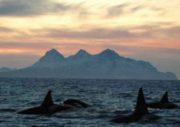 Norway in July- A Pocket Guide To Know More About This Hidden Beauty!