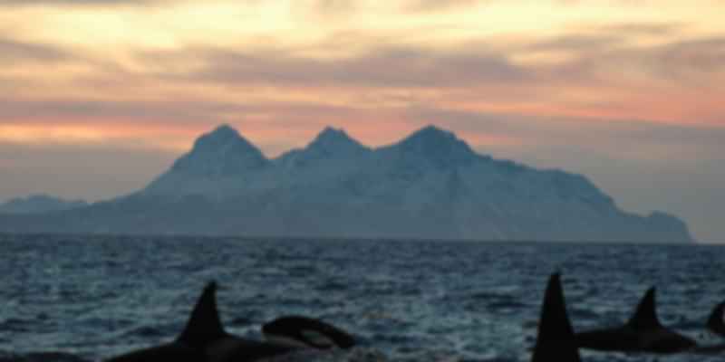 Whale wtching in Lofoten Island