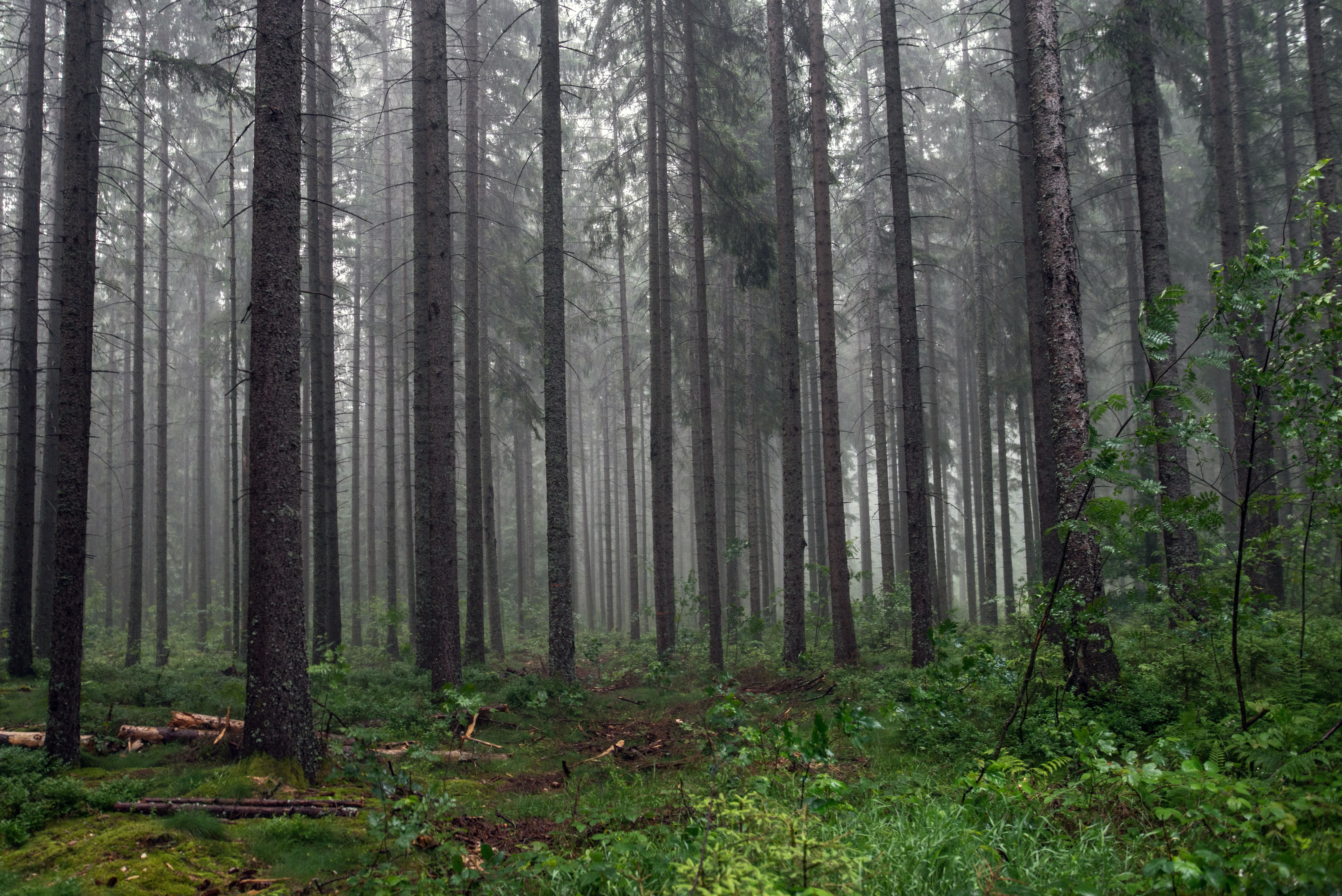 Black Forest, Adventure in Germany