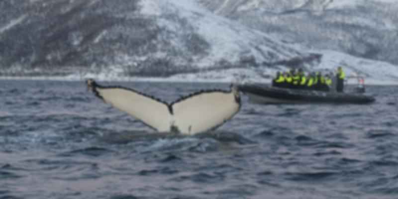 Whale Watching event