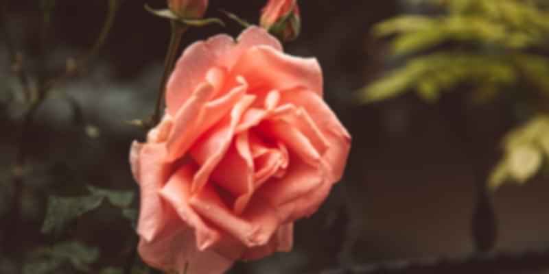 rose flower