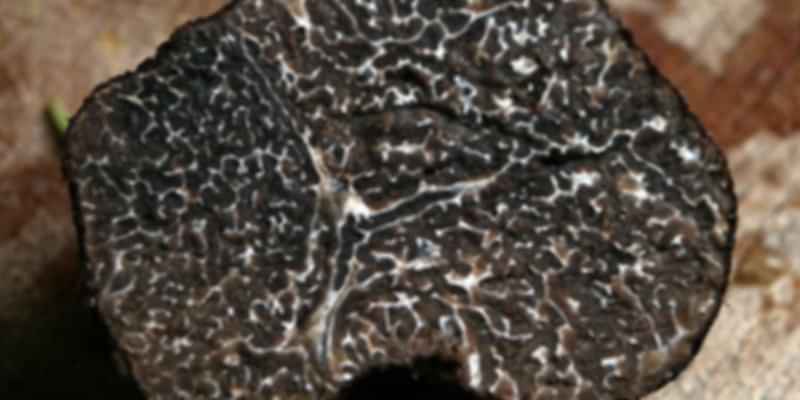 Major Festivals in France in January