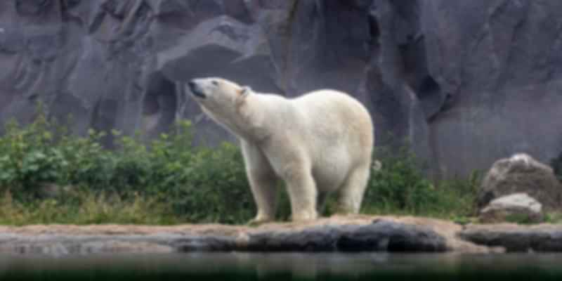 Ranua Zoo in Finland in April