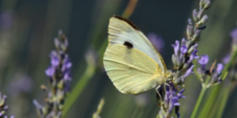 Imperial Butterfly Park in Austria in July