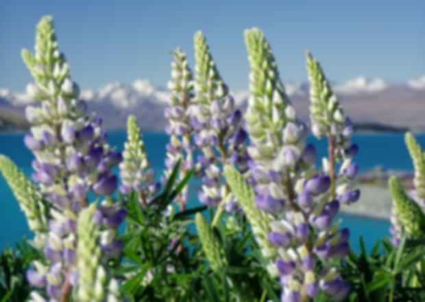 New Zealand in November: A Beautiful Spring Exploration