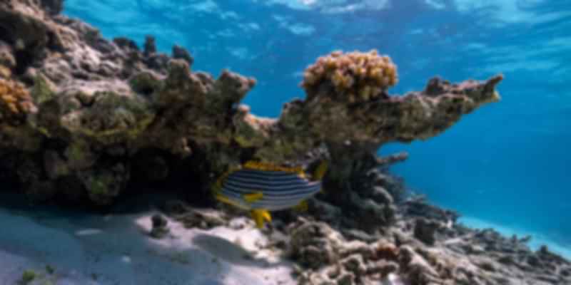 House reef diving in Maldives