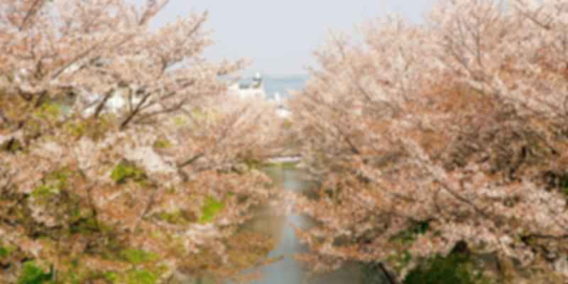 Cherry Blossom in April