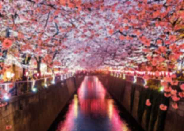 Best Places to See Cherry Blossoms in Japan in 2025