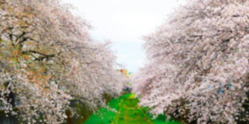 places to see cherry blossom in Japan