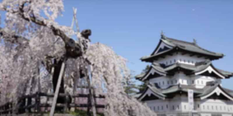 Cherry blossom at Hirosaki Castle, Hirosaki