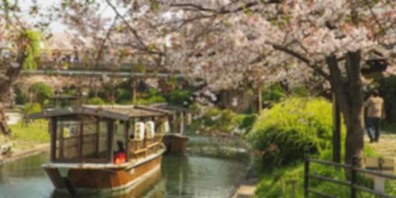 Best Month to see Cherry Blossoms