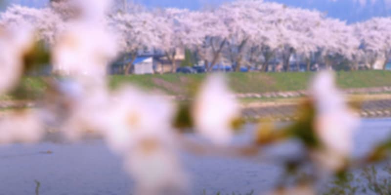 Cherry blossom in Kakunodate, Akita