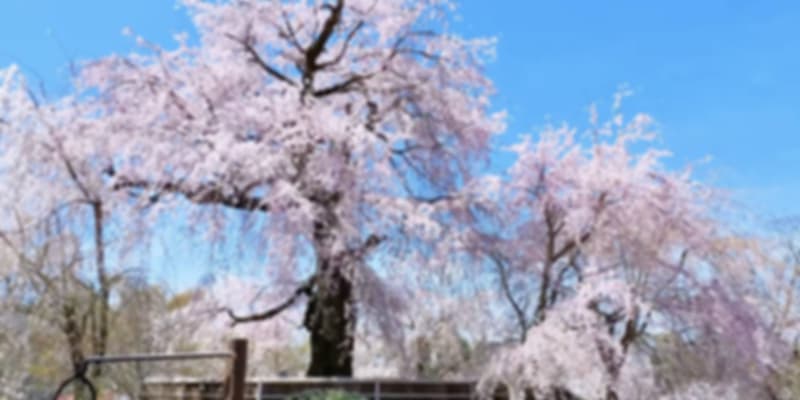 cherry blossom in Maruyama Park, Kyoto