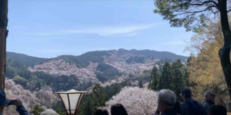 Cherry blossom at Nara, Japan