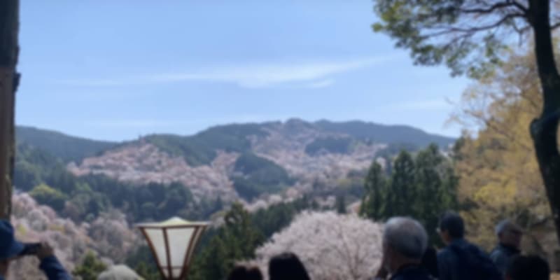 Cherry blossom at Nara, Japan