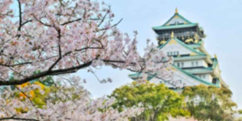 Cherry Blossom at Osaka Castle