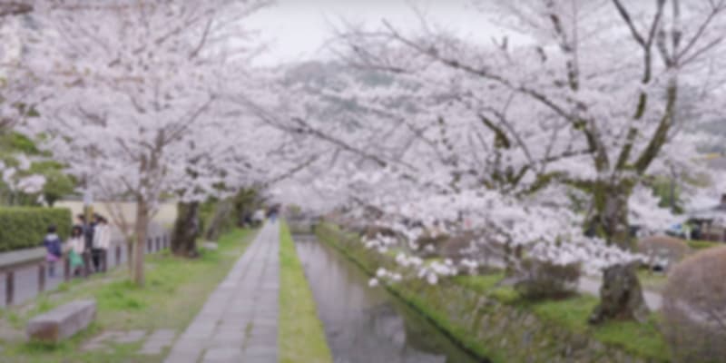 Philosopher’s Path Cherry blossom