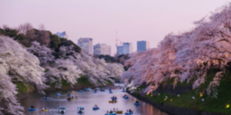 Tokyo Cherry Blossom