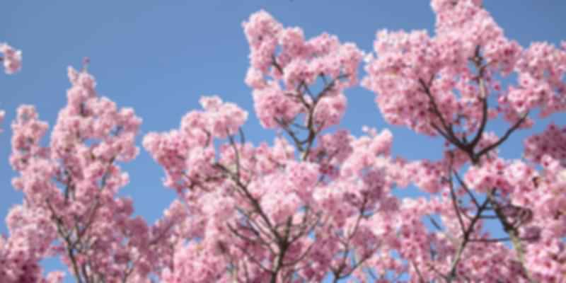 Importance of cherry blossom