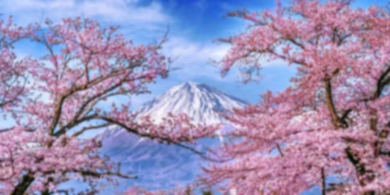 Top Places to see cherry blossom in Japan