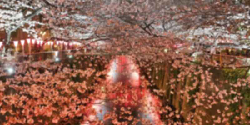 What to expect in Cherry blossom festival