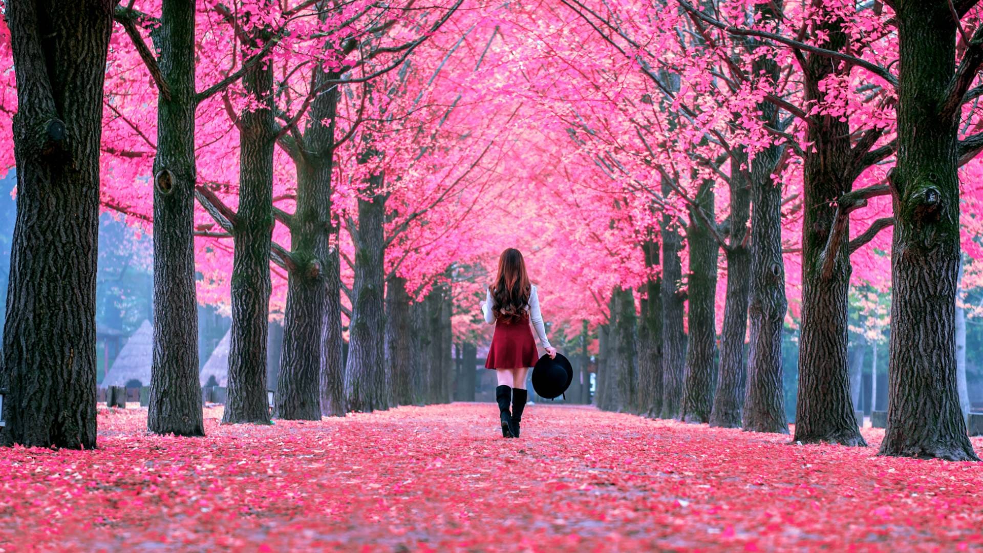Best Cherry Blossom Spots in Japan 2026: Where to See Sakura in Full Bloom