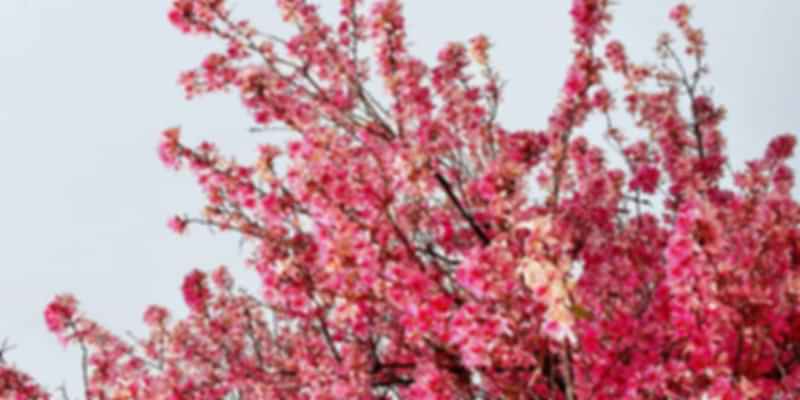 Month to see cherry blossom