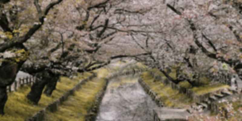 Cherry Blossom in Japan