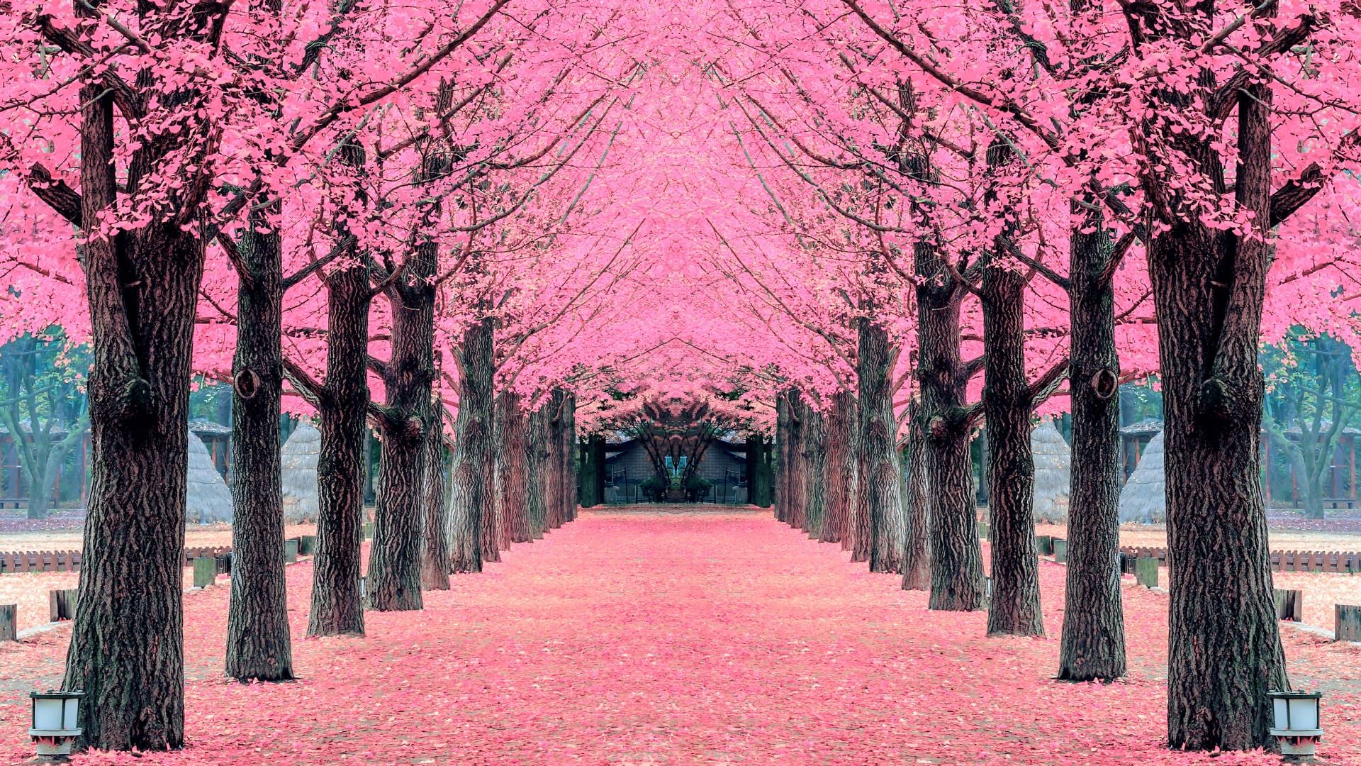 Hanami: The History and Culture Behind Cherry Blossom Viewing