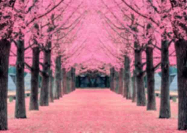 Hanami: The History and Culture Behind Cherry Blossom Viewing