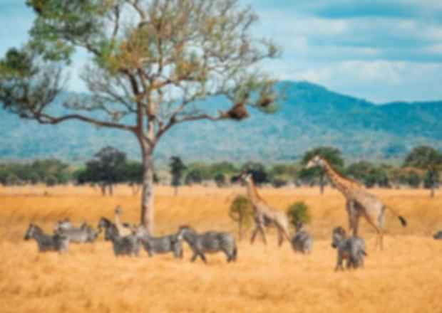 Best African Travel Destinations in 2025