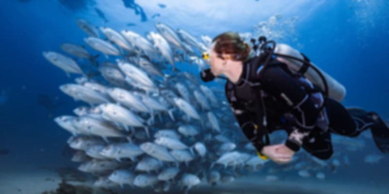 Best Scuba Diving Spots in the Maldives