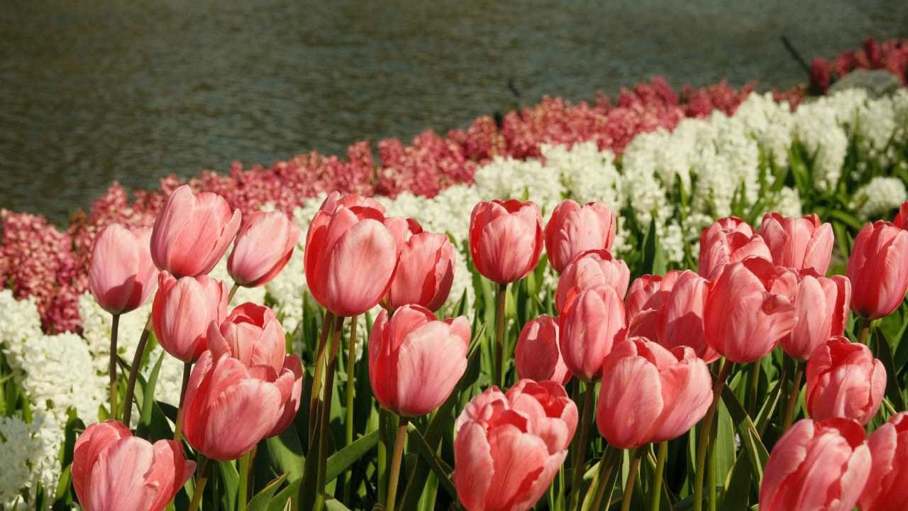 Keukenhof Gardens Tulip Festival 2026
