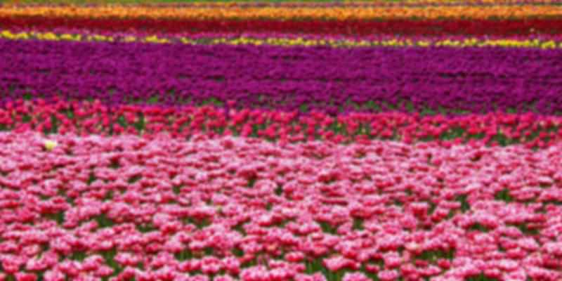 Must-See Attractions at Keukenhof Gardens