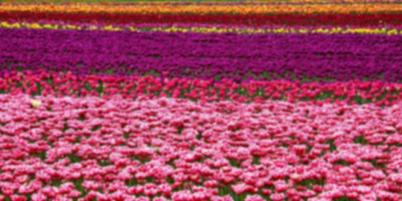 Must-See Attractions at Keukenhof Gardens