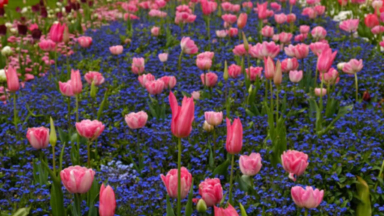 Best Places to See Tulips in Full Bloom