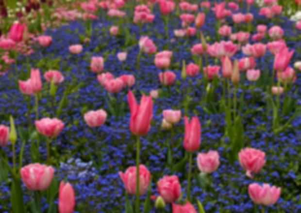 Best Places to See Tulips in Full Bloom