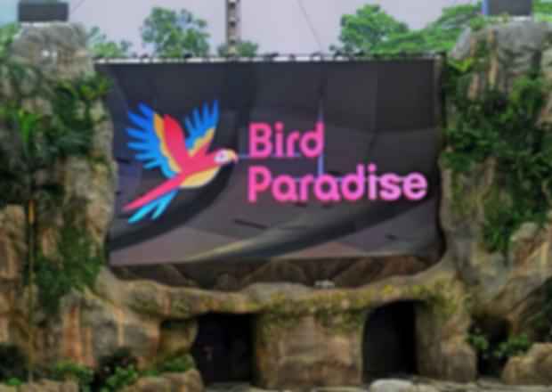 Inside Bird Paradise Singapore – A Must-Visit Haven