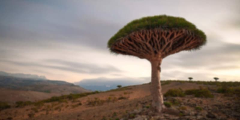 picture of tree in Socotra Island