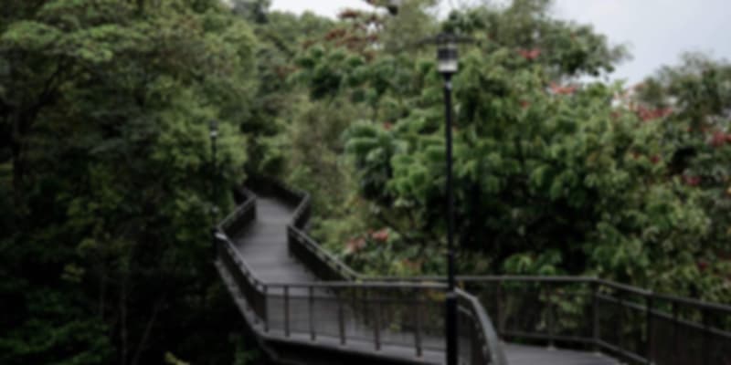 Elevated forest walkway at Southern Ridges, a scenic canopy trail connecting parks in Singapore