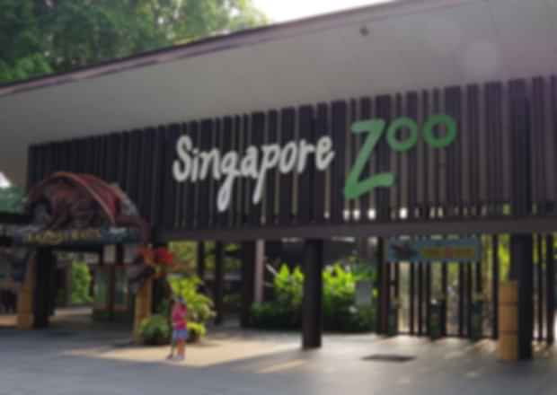 Singapore Zoo Guide 2025: Timings, Ticket Prices, Shows & Animal Encounters